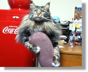  Mac The Cat Ready to haul your furnishings at Lake Almanor